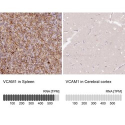 VCAM-1/CD106 Antibody, Novus Biologicals:Antibodies:Primary Antibodies